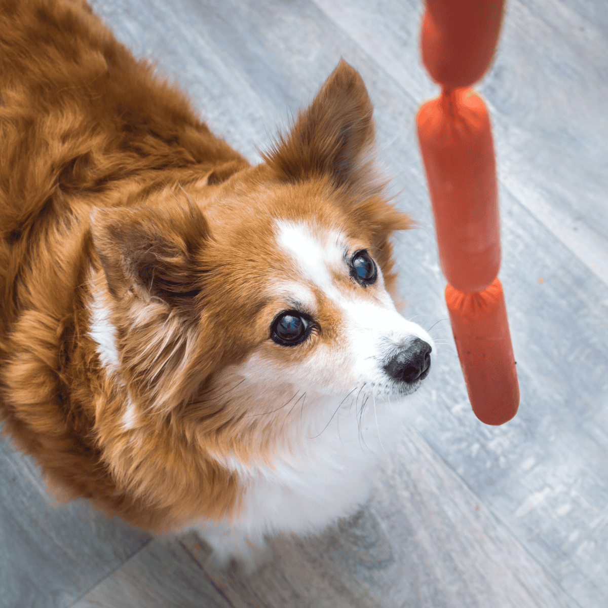 Dog dog training treat reward for obedience and good behavior.