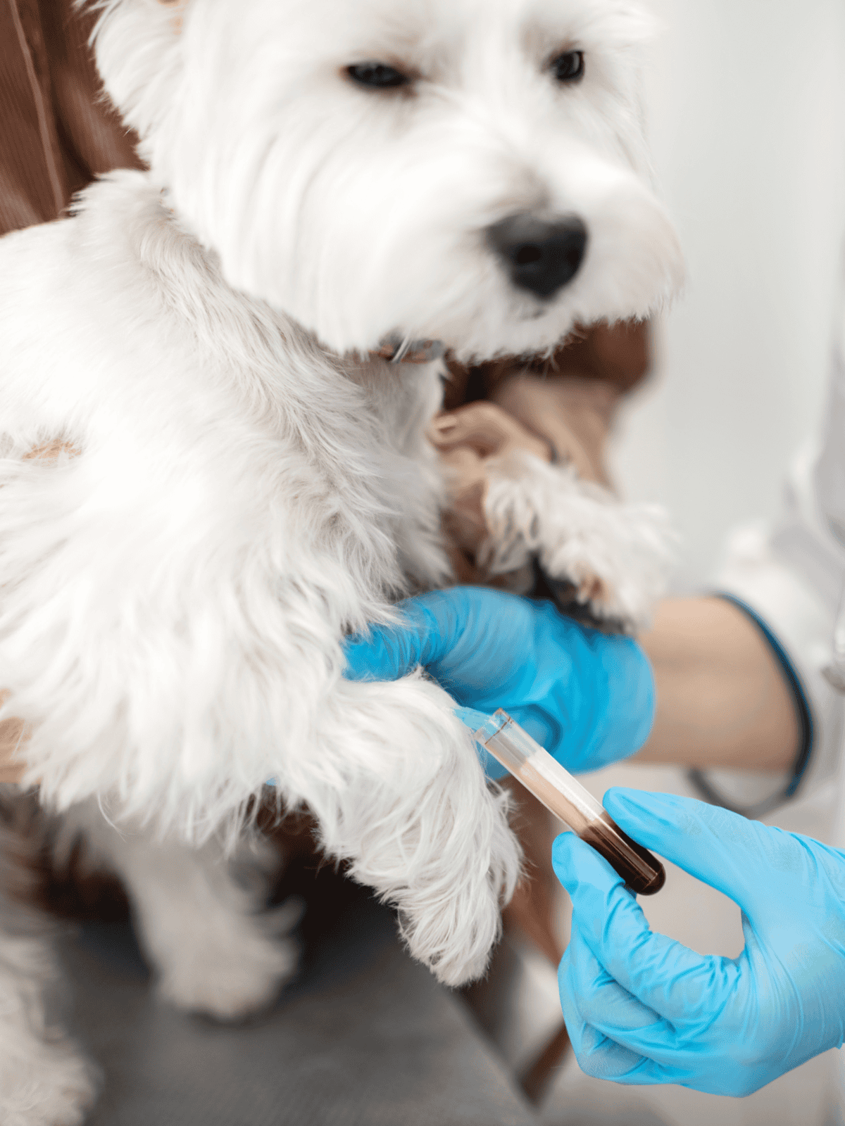 Dog vaccination and veterinary pet care services.
