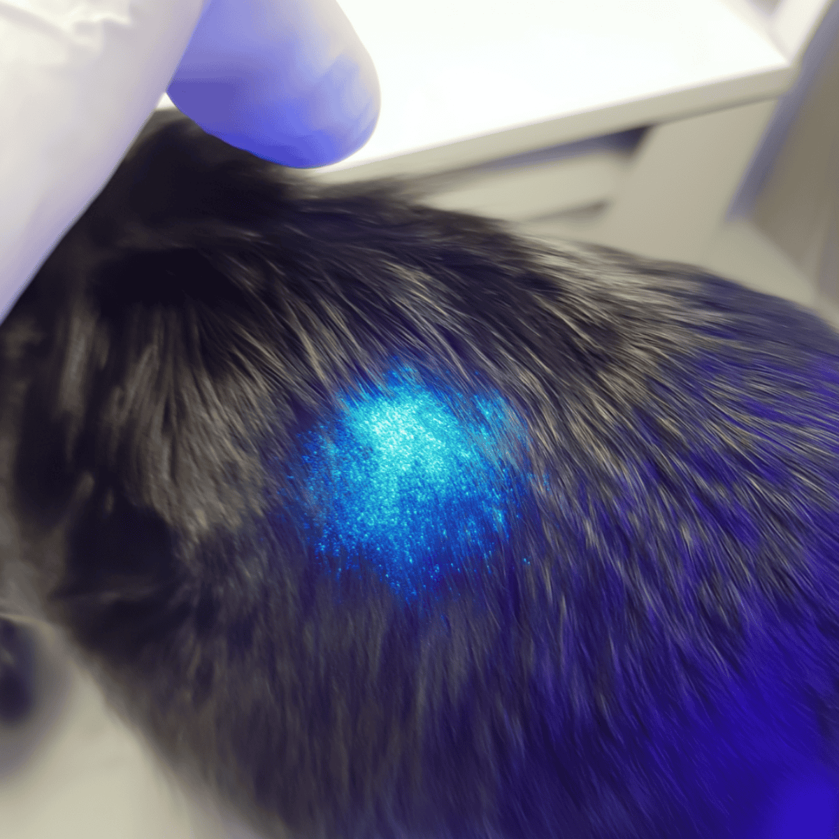 Bright blue laser spot on dog's fur for pain relief and healing.