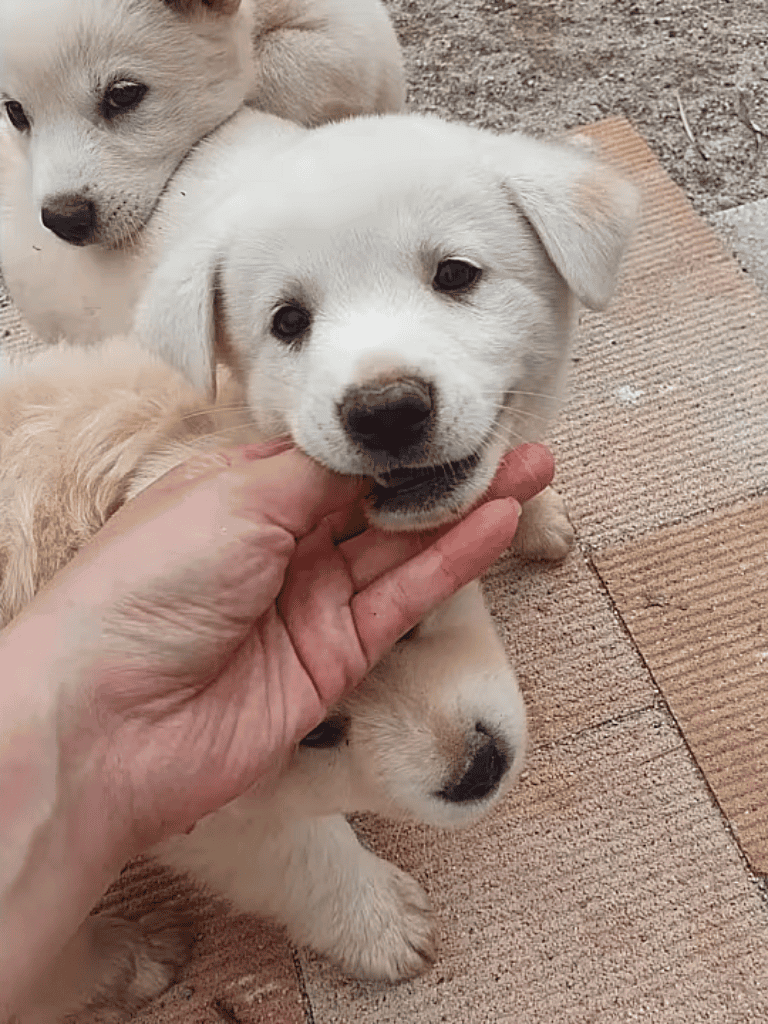 Adorable Labrador Retriever puppy with soft fur and expressive eyes, perfect for pet lovers and dog training.