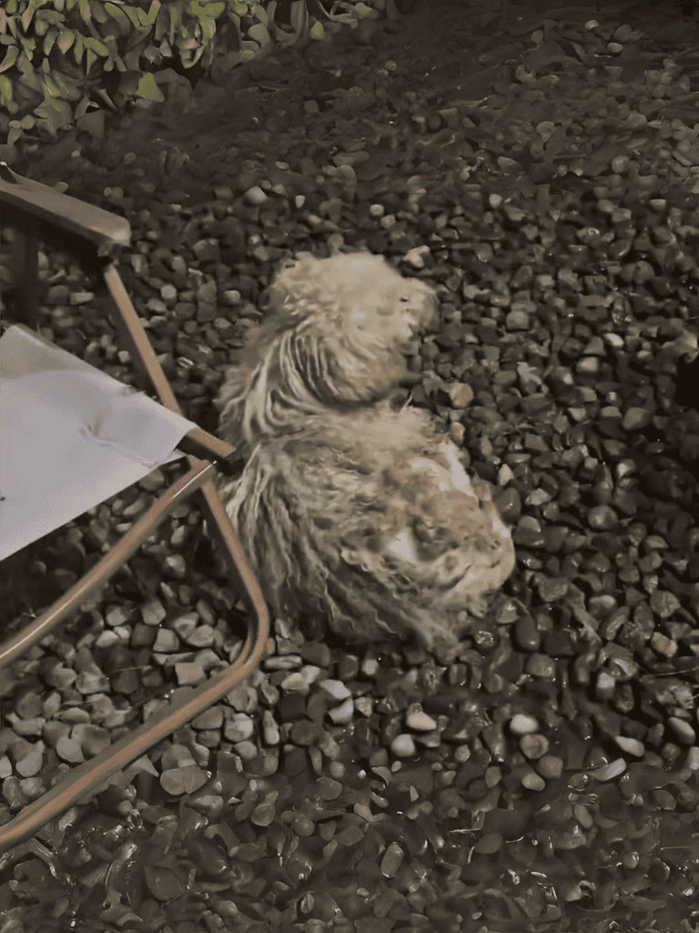 Dog lying on dark gravel with greenery in background.