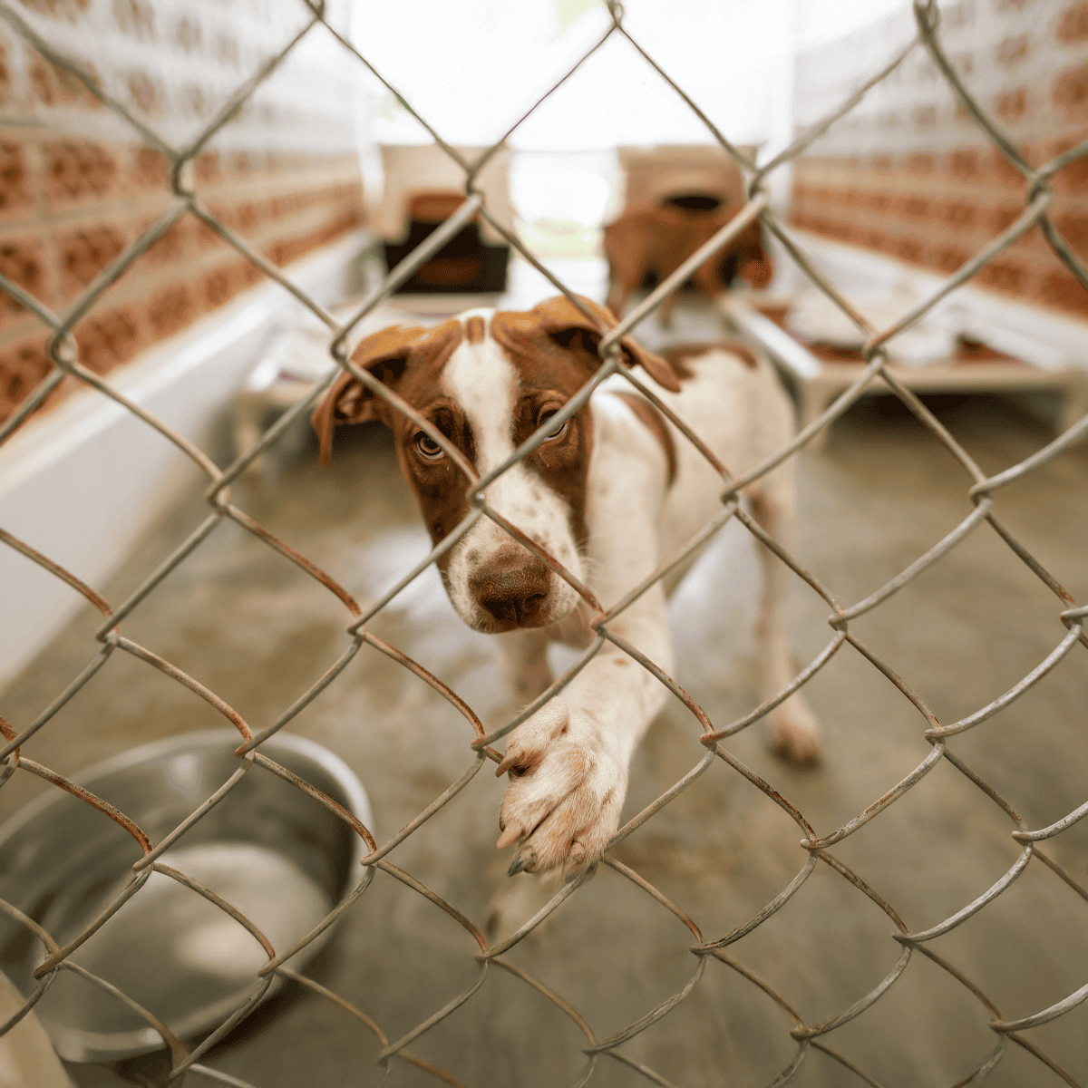 Dog waiting for adoption in a shelter, looking through the chain link fence with hopeful eyes.