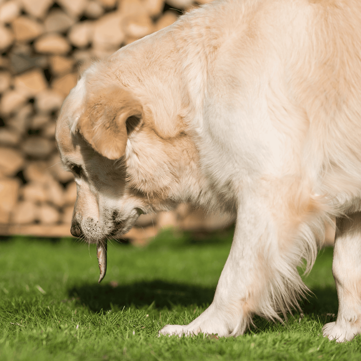 Cute Labrador retriever puppy enjoying outdoor playtime.