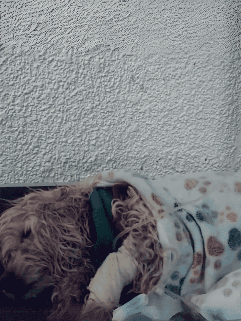 Adorable dog resting after injury, bandaged leg with cozy blanket.