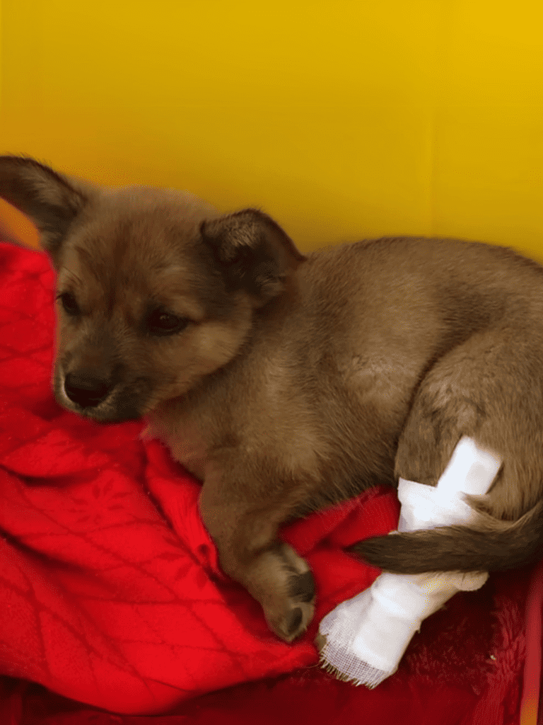 Adorable young puppy with a bandaged leg resting on a red blanket, caring for recovery and health.