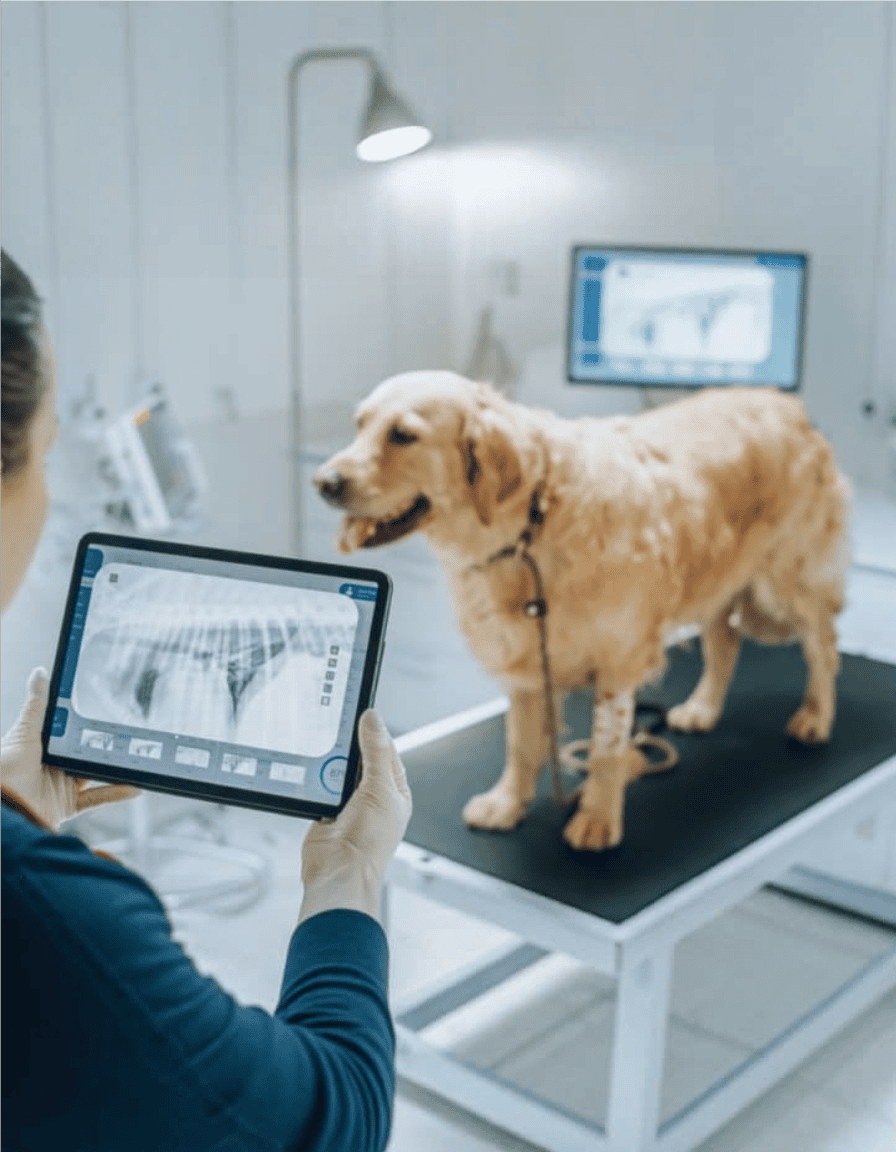 Dog being examined on veterinary table with digital X-ray image on tablet screen.