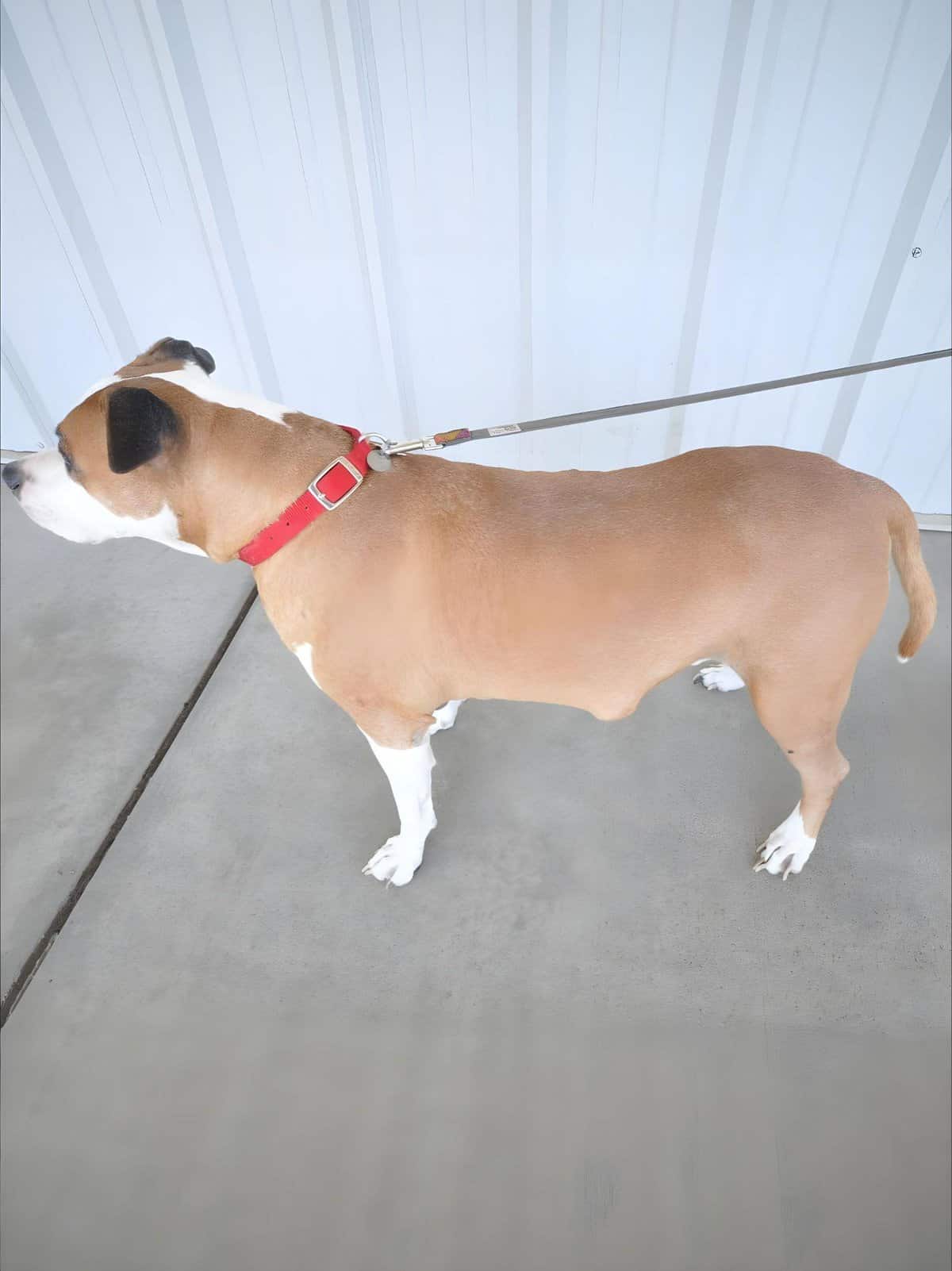 Dog on leash ready for walk, focusing on training and behavior improvement, pet care, and safety.