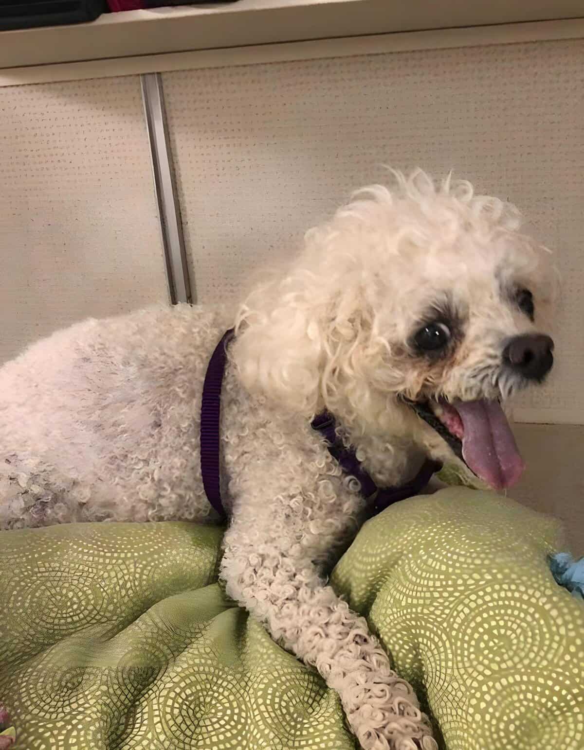 Adorable fluffy white poodle lying on a colorful blanket, showcasing groomed curly fur and adorable expression.