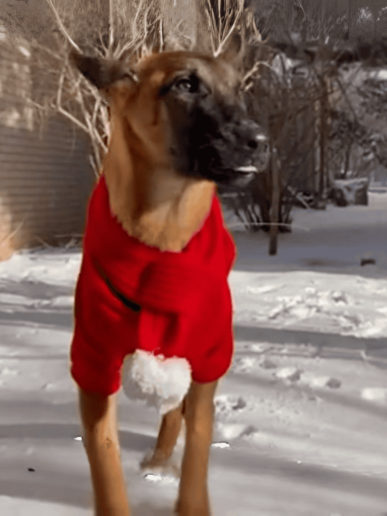 Dog in red holiday sweater in snowy landscape.