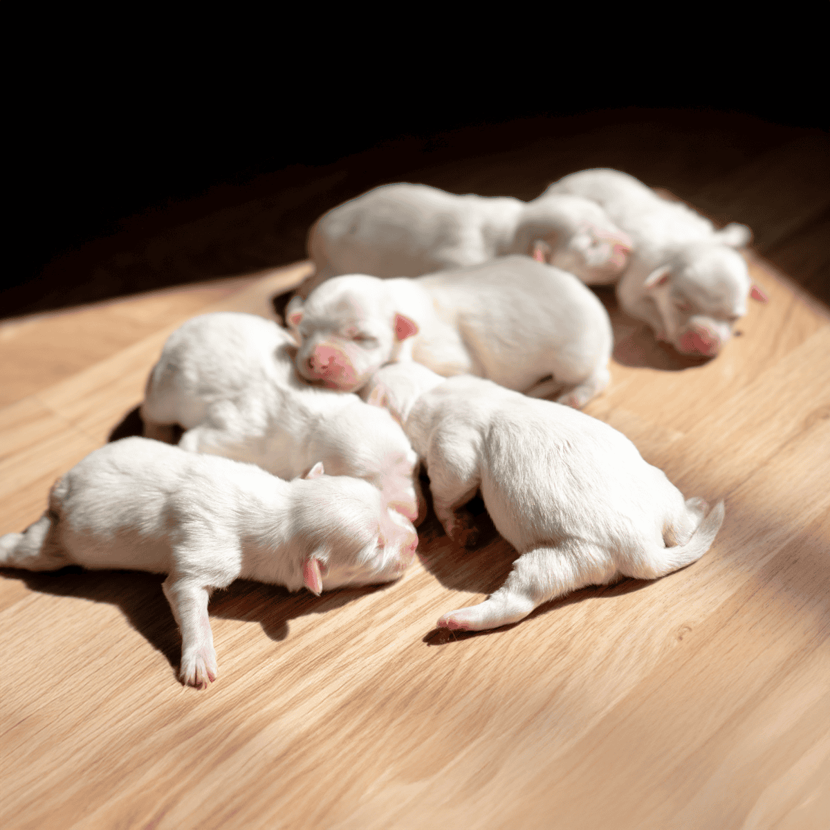 Adorable newborn puppies cuddling and sleeping together, highlighting newborn puppy care.