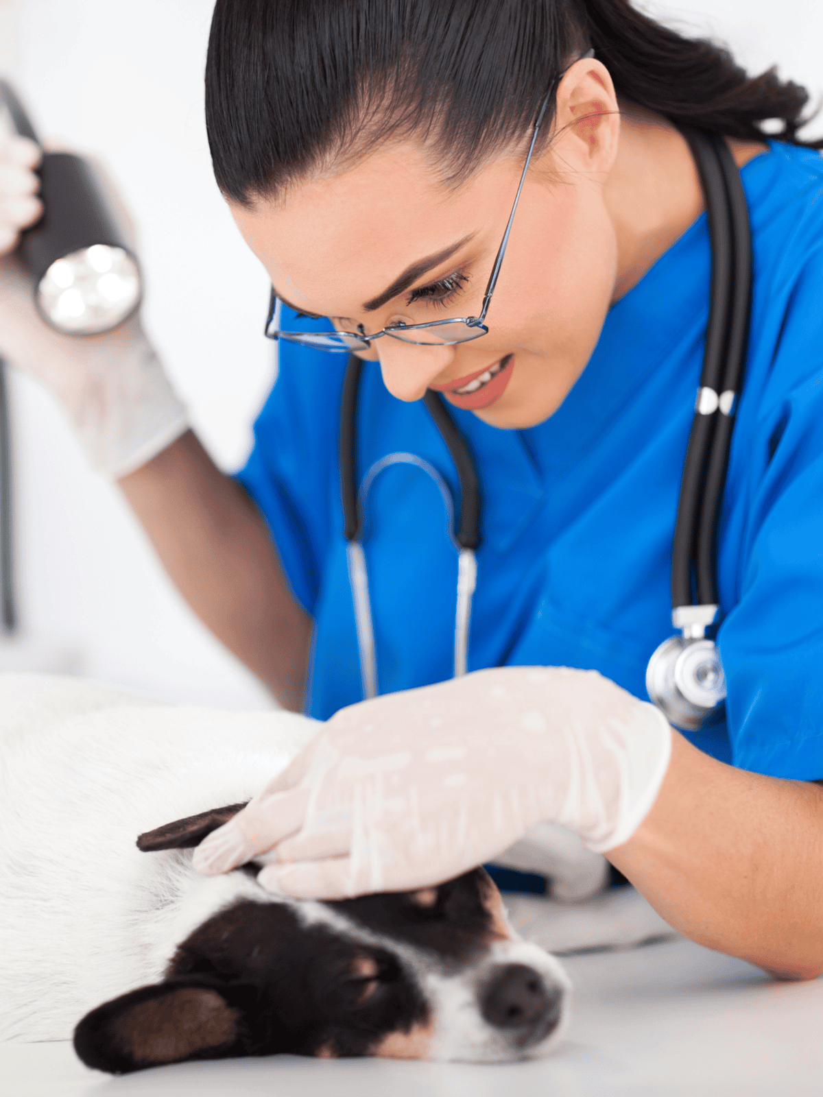 Vet inspecting a dog at a veterinary clinic.