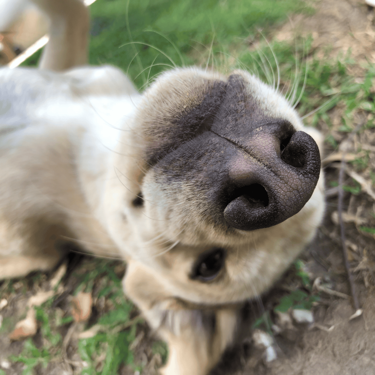 Close-up of a cute puppy's nose and face lying on grass, highlighting adorable features for pet photos and dog grooming tips.