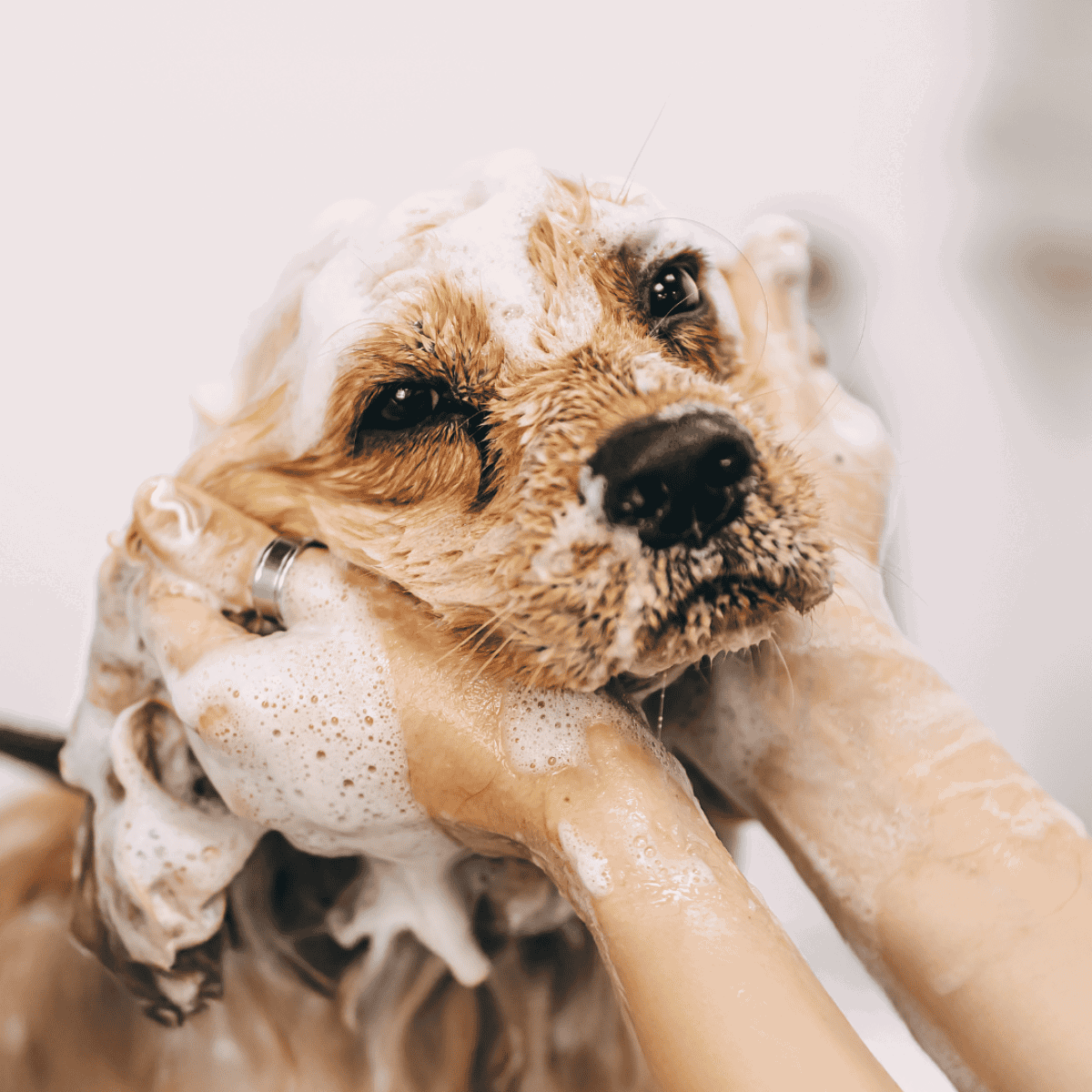 Hand washing a small dog with soap and shampoo.
