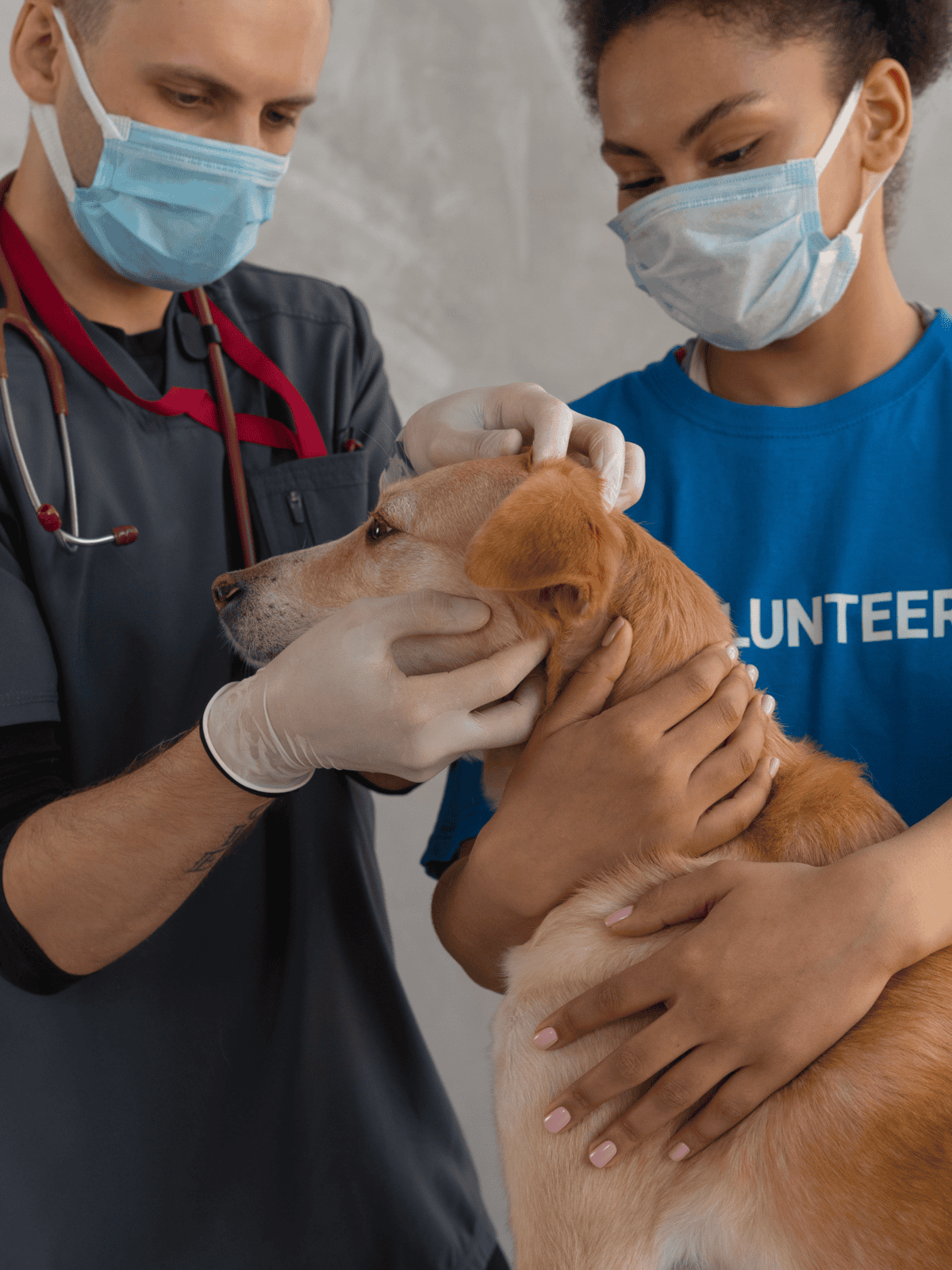 Dog receiving veterinary check-up from a vet and volunteer.