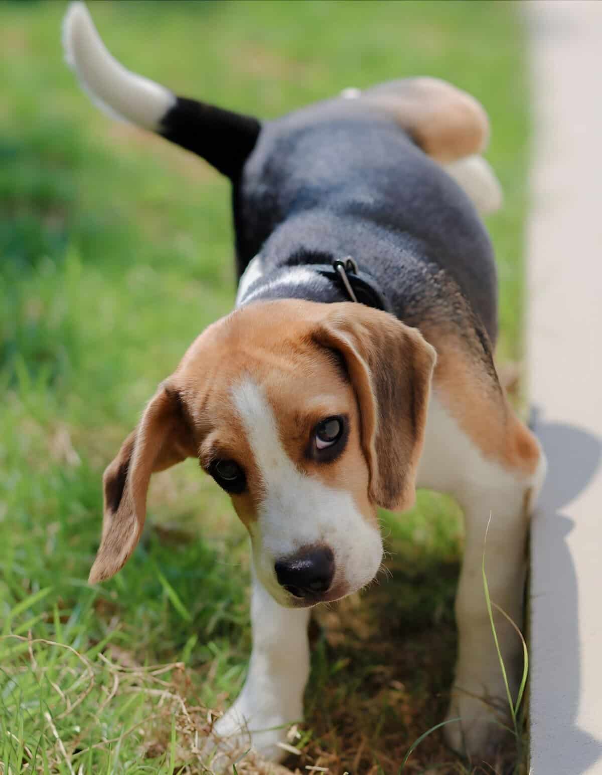Beagle puppy exploring outdoors, ideal for dog adoption and rescue initiatives.