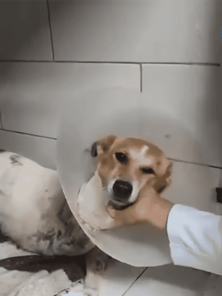 Dog cone injury treatment for dog recovery after dental work or injury. Veterinary care for dogs with cone injuries.
