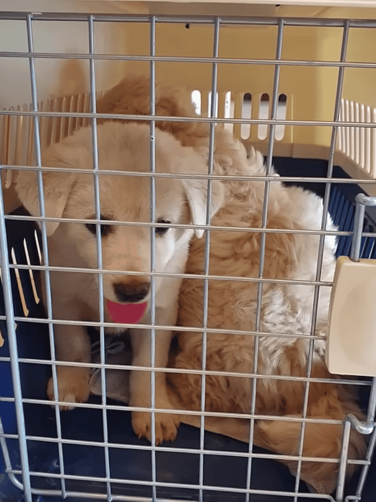 Adorable golden retriever puppies inside a crate, looking out with curiosity and cuteness.