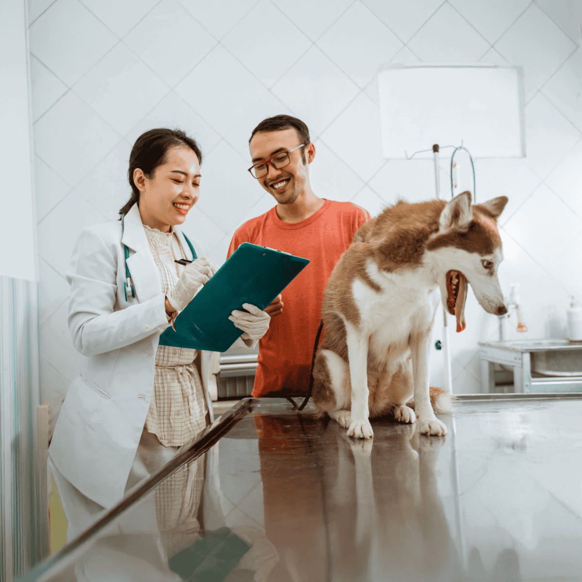 Happy pet owner consulting veterinarian with Siberian Husky at veterinary clinic.