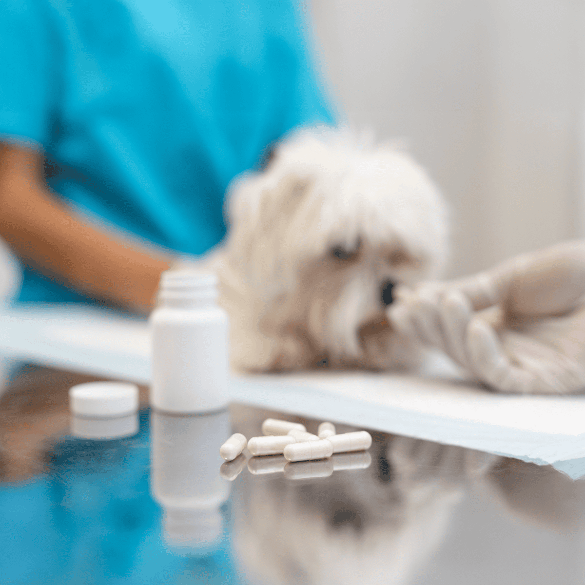 Close-up of white dog getting medicine from vet, focus on capsules on table.