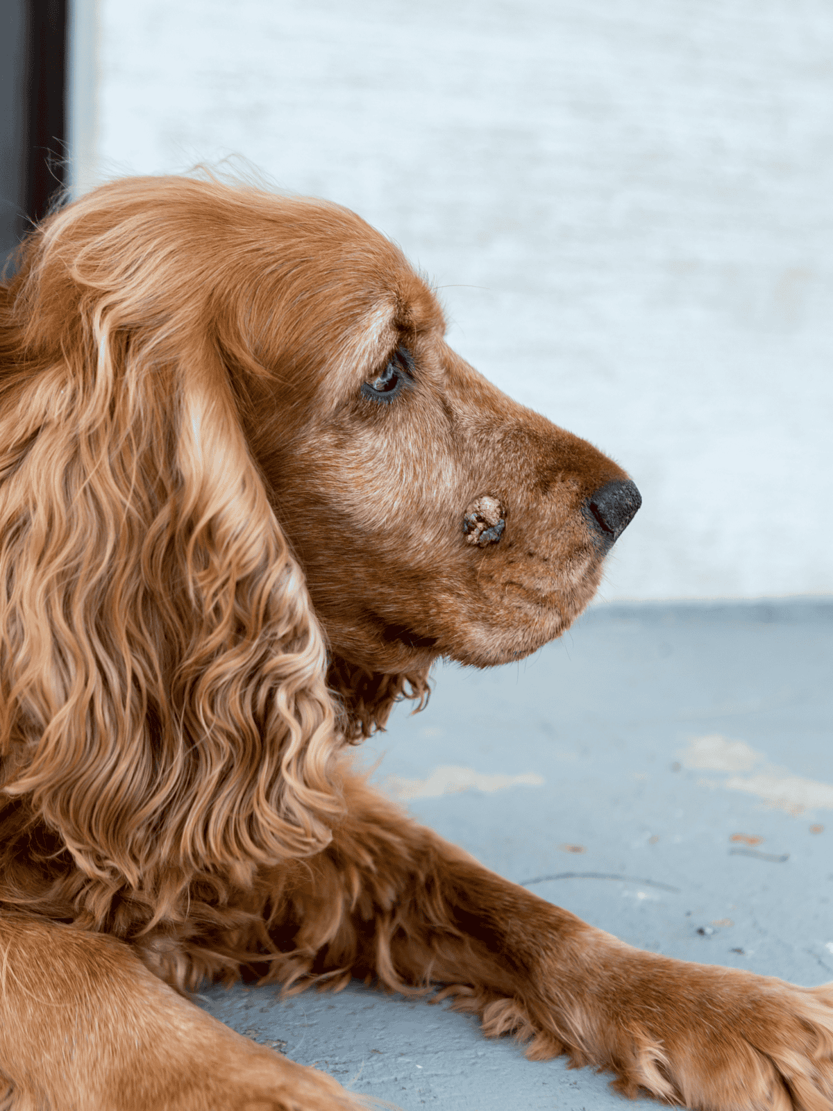 Dog with skin injury and wart, resting on the floor, looking thoughtful.