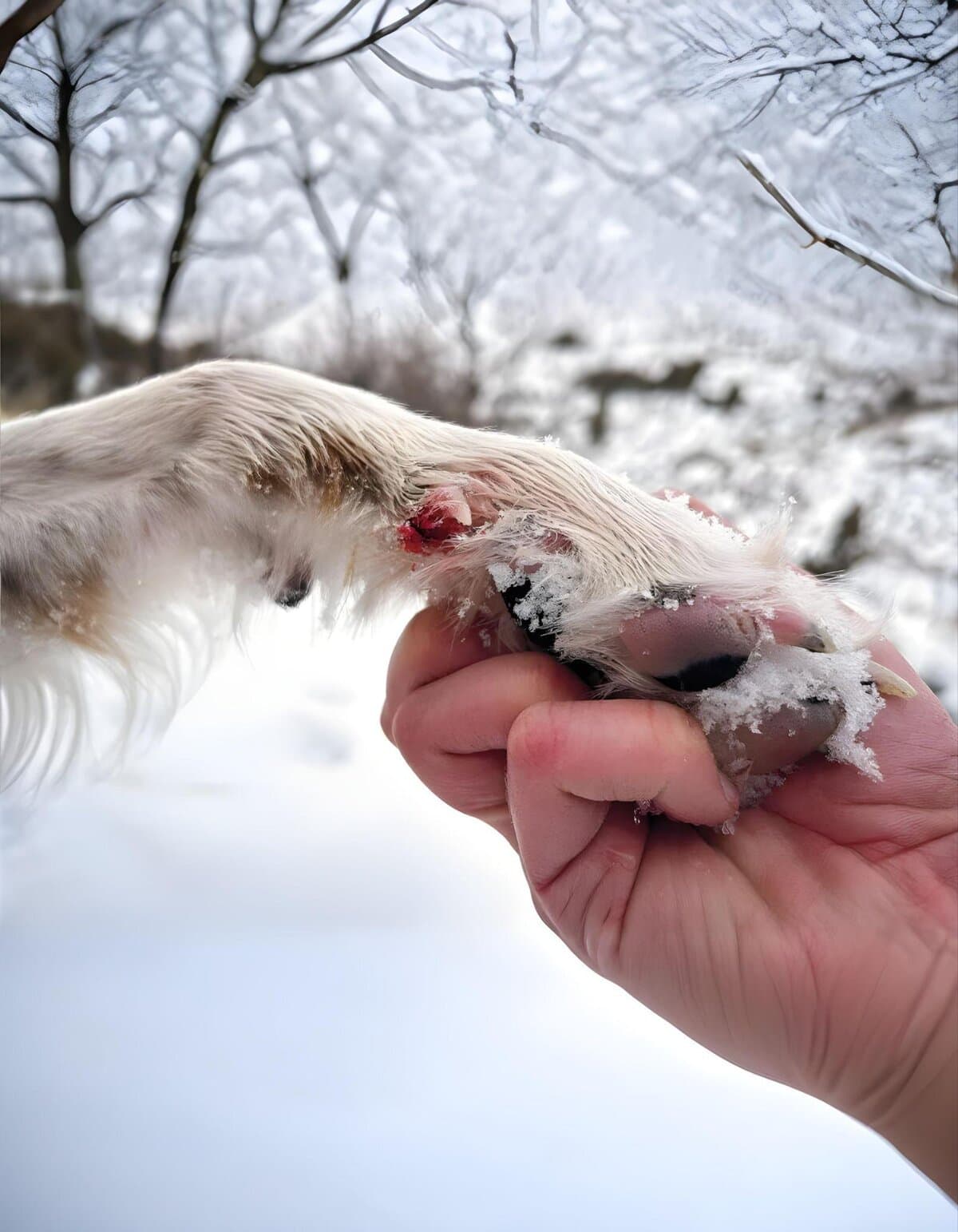 Close-up of a dog's paw with frostbite injury in snowy winter setting.