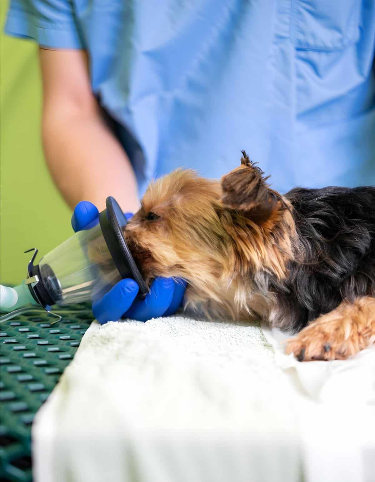 Veterinarian provides oxygen treatment to a small dog using a mask.
