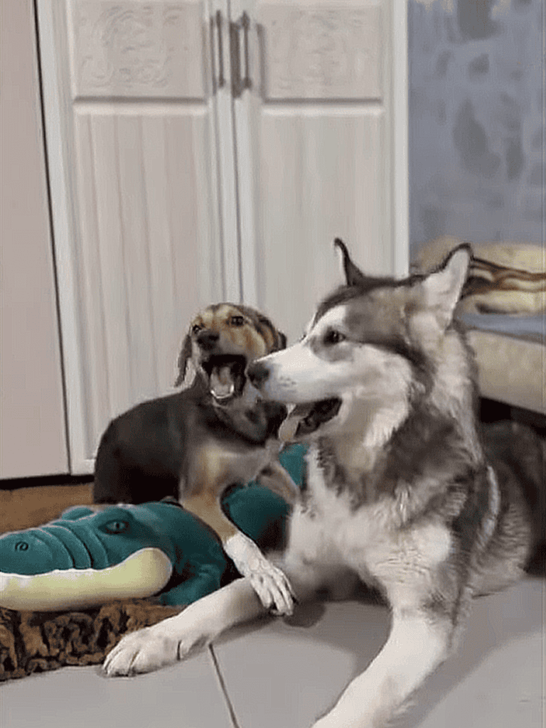 Playful dogs barking and biting each other over toy in living room.