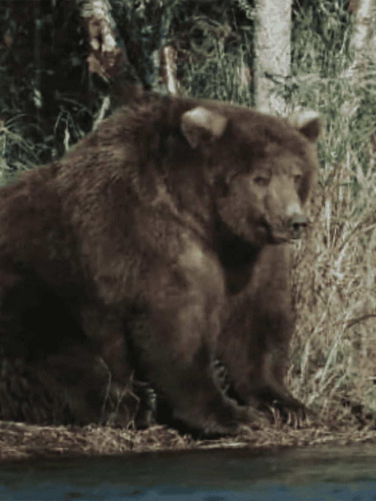 Bear cub sitting by water in forest.