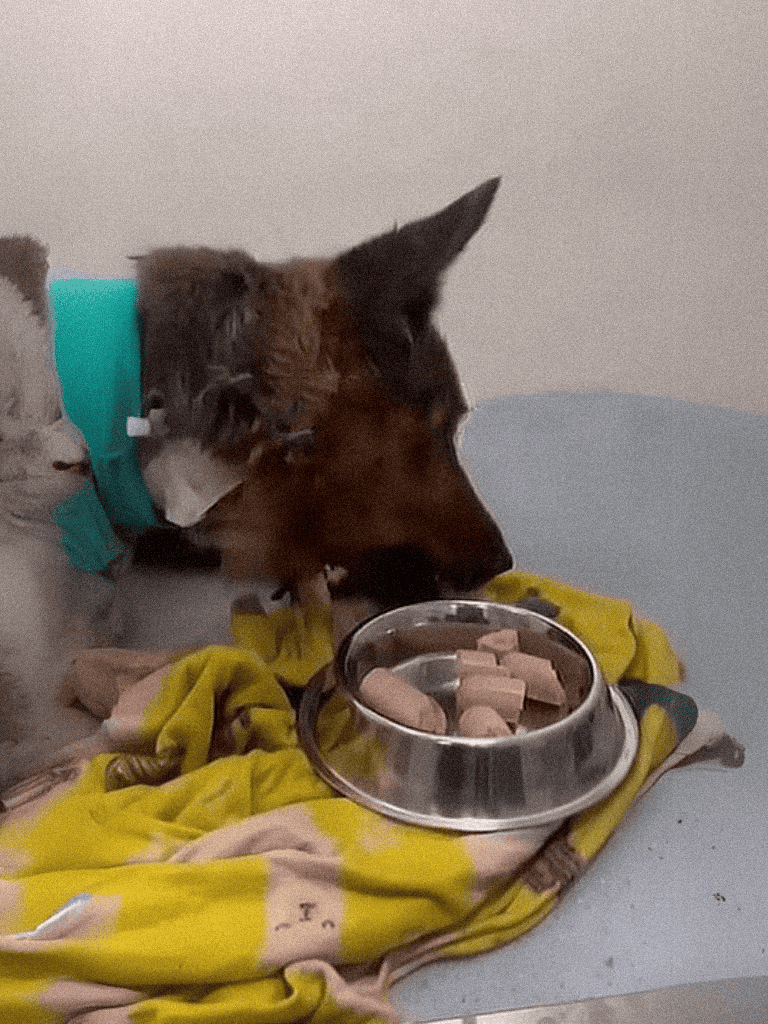 Dog enjoying medication with food bowl and blanket.
