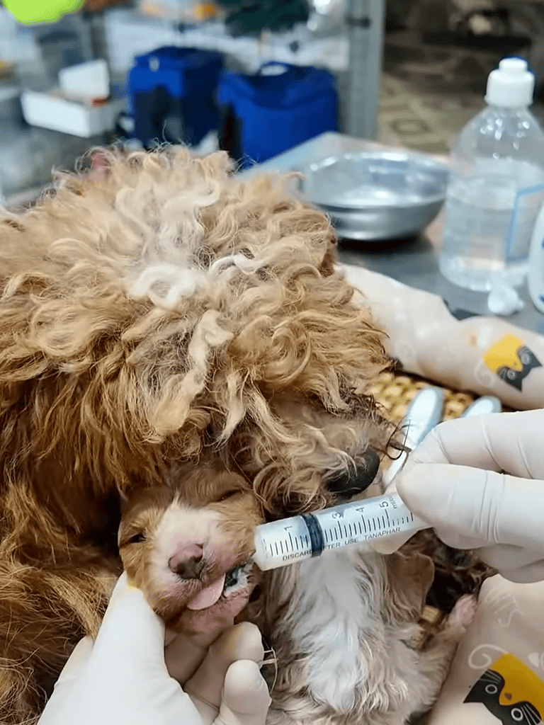Close-up of a veterinarian administering medication to a new puppy with a syringe.