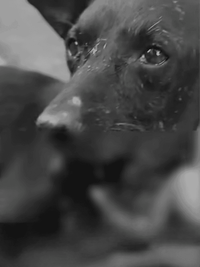 Close-up of a adorable puppy's face with expressive eyes.