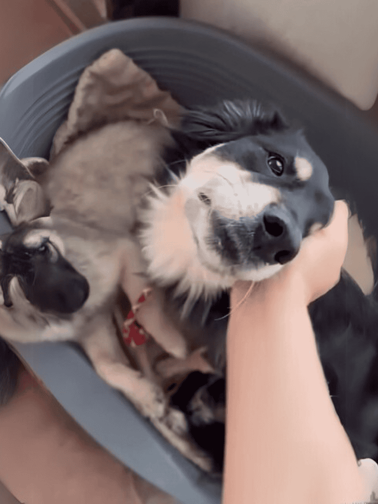 Cute puppies snuggling in a cozy dog bed, great for dog lovers and pet care.