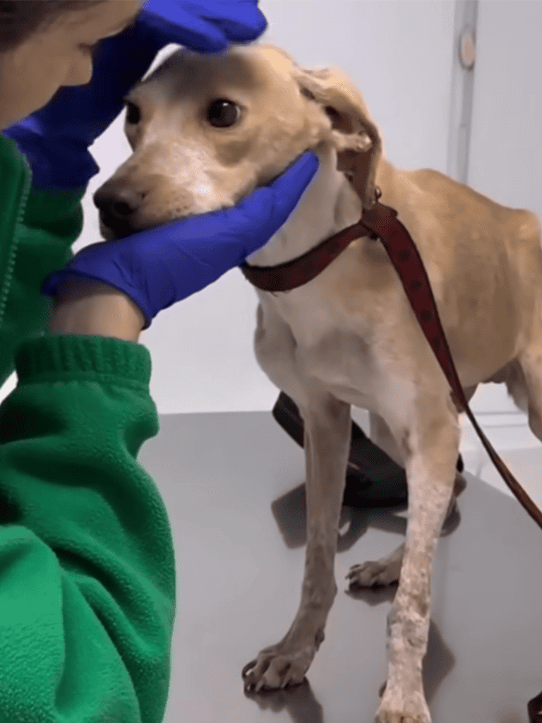 Dog health checkup and veterinary examination.