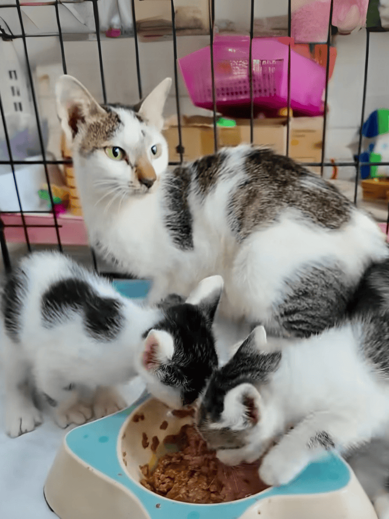 Adorable kittens eating from a pet food bowl, showcasing pet care and feeding essentials.