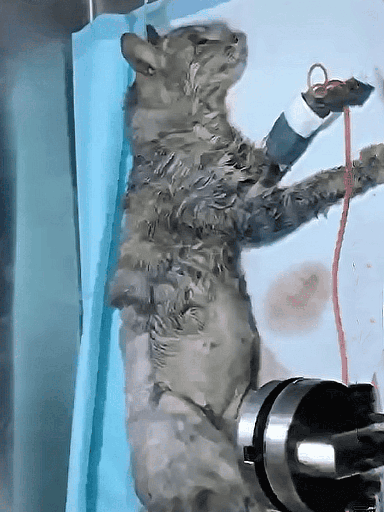 Adorable tiger with IV in paw at veterinary clinic.