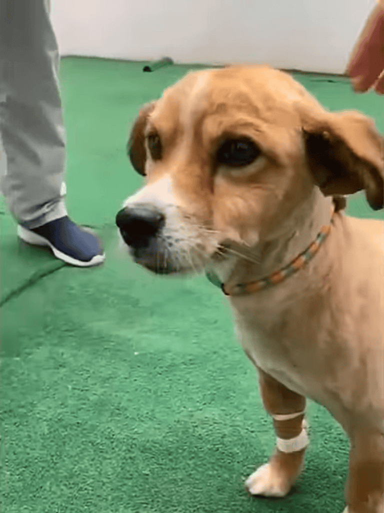 Dog receiving medical care, showing calm behavior in a clean, safe pet health environment.