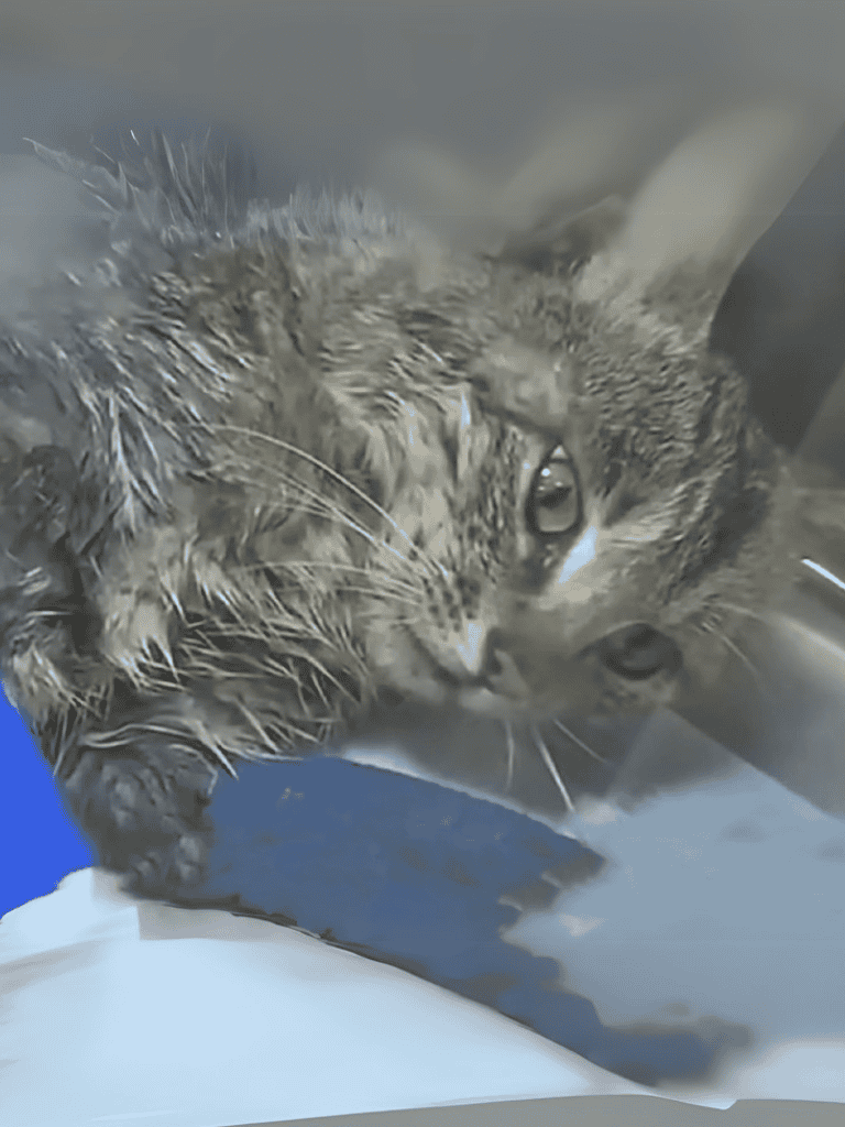 Cat being examined by veterinarian in clinic.