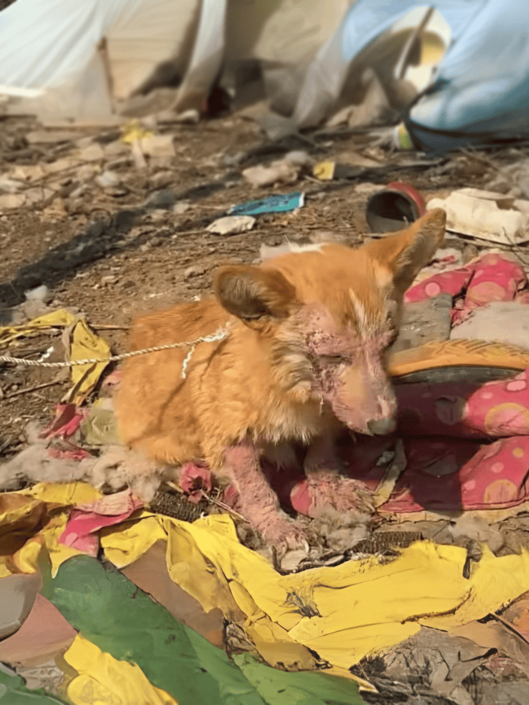 Scruffy injured dog with matted fur, open wounds, in a littered outdoor environment.
