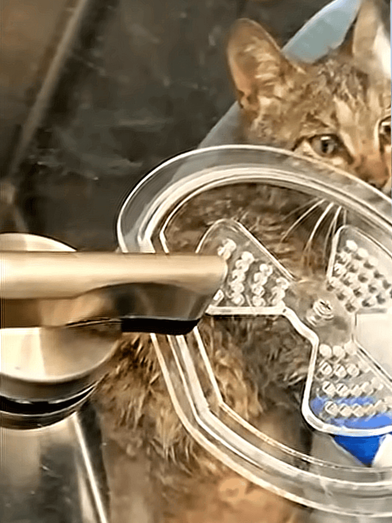 Cat and pet food dispenser, automatic cat feeder, pet feeding station, pet food automation, pet care.