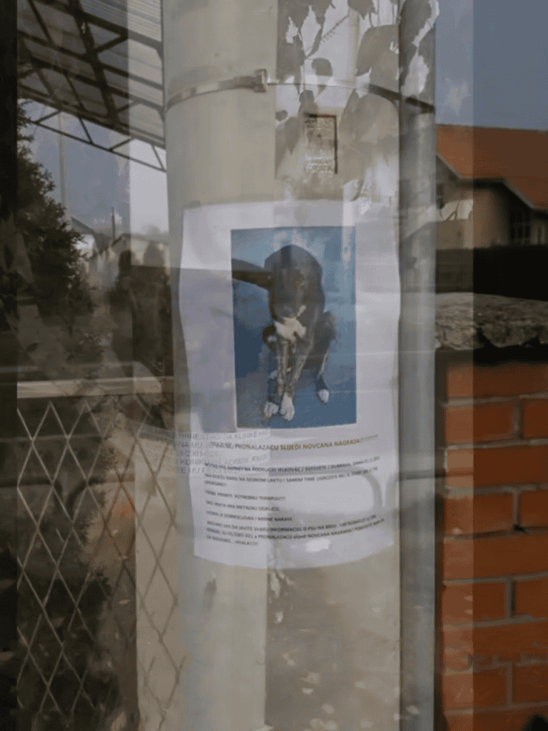 Photo of a dog seeking a loving home.