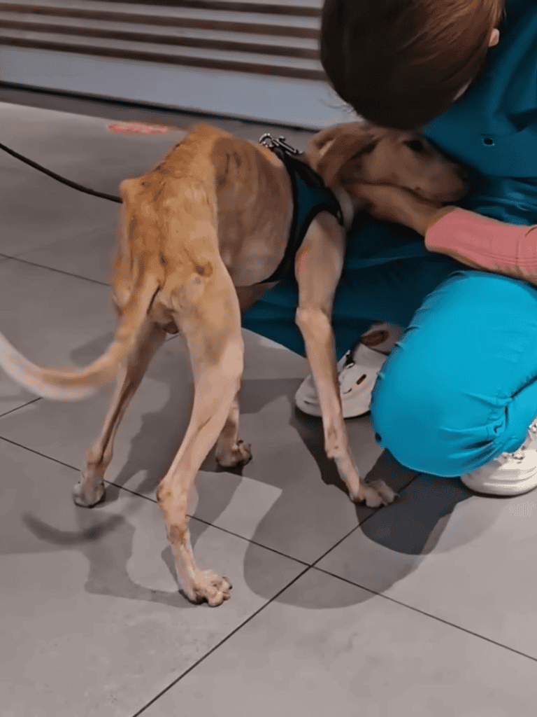Dog and girl comforting each other at the vet.