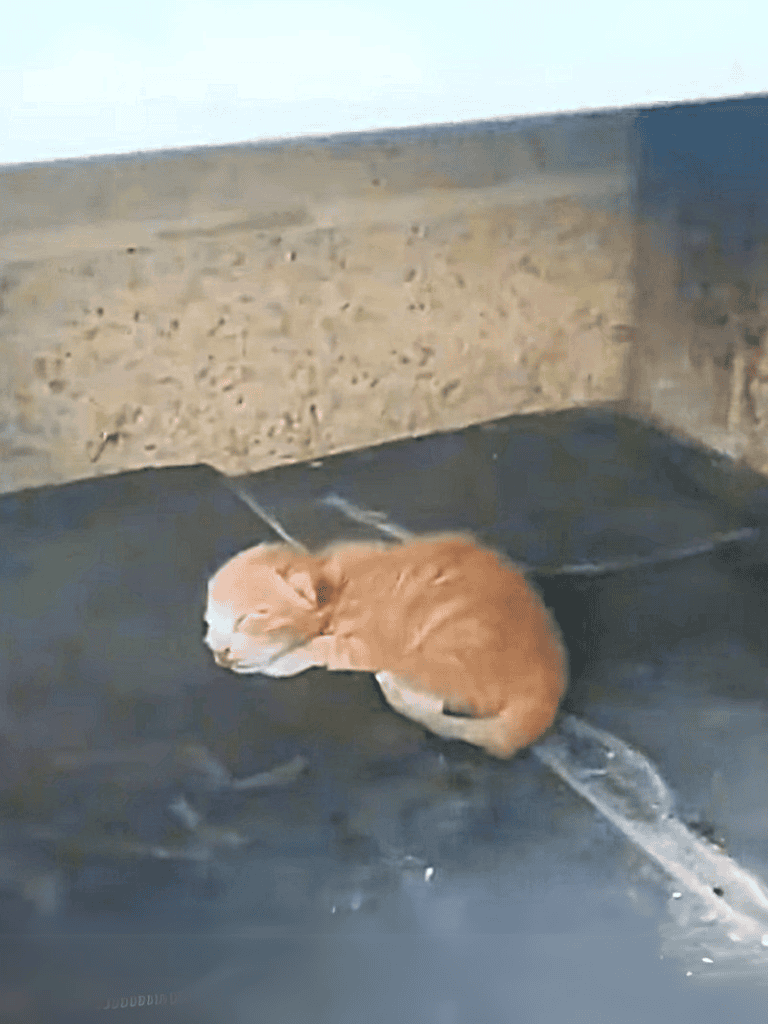 Adorable orange puppy sleeping peacefully on a black bed in a cozy corner.