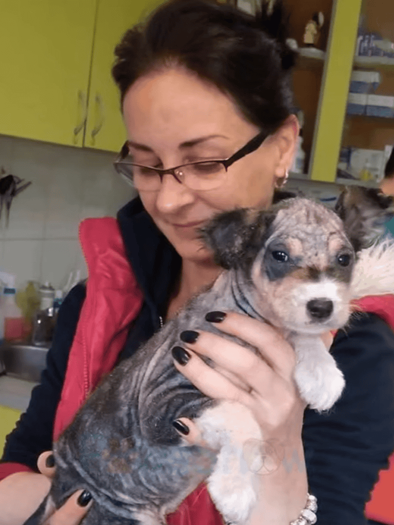 Cute puppy being held by a woman for dog health and wellness.