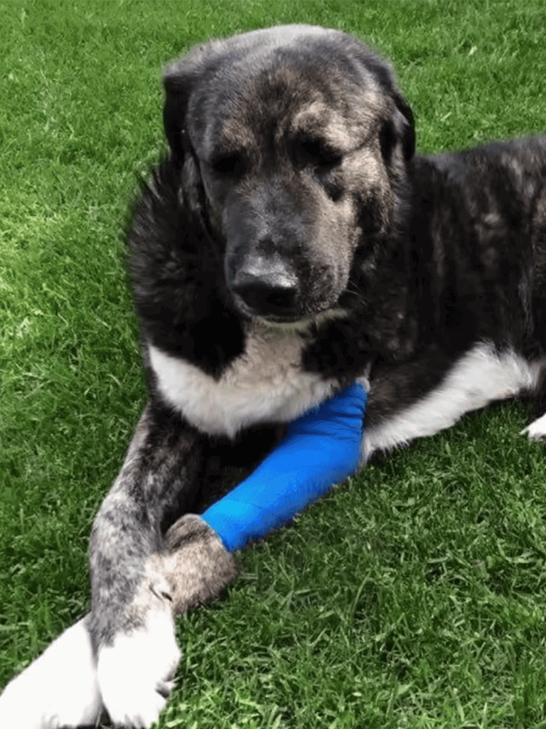 Dog with a blue bandage on front paw lying on grass.