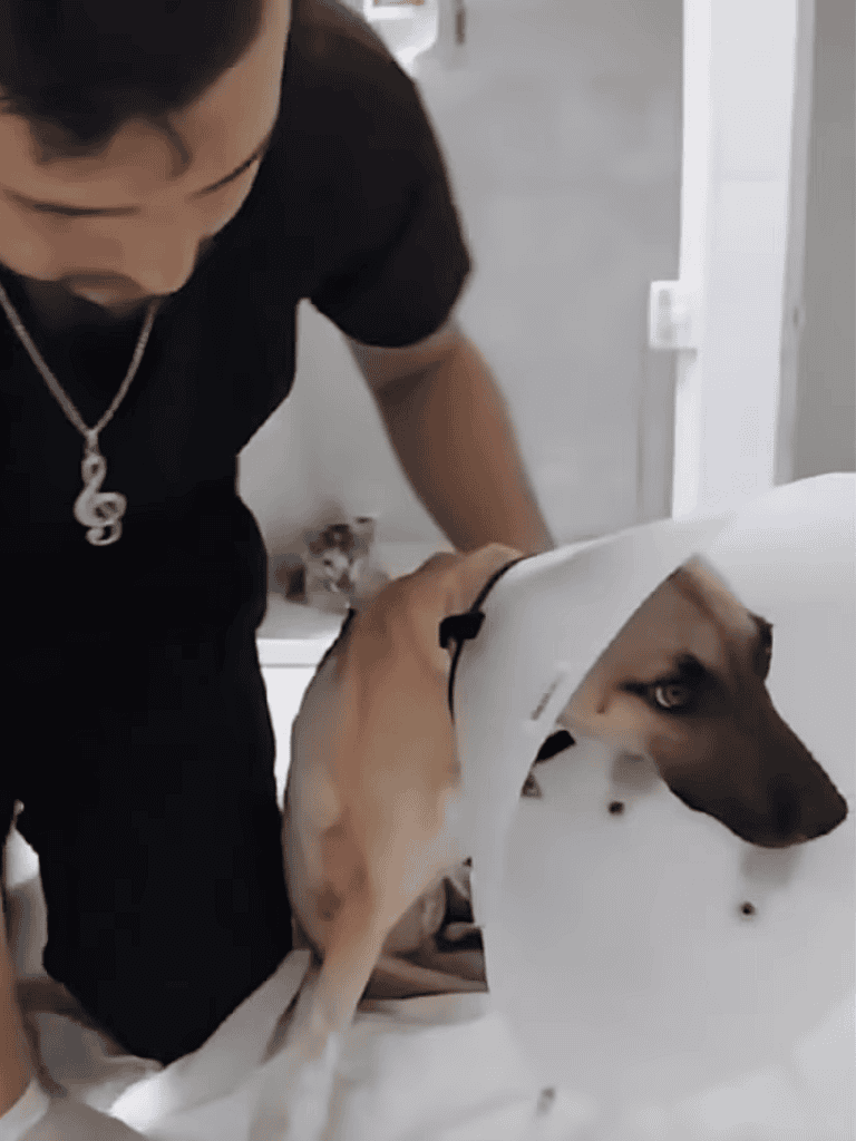 Dog with cone collar receives veterinary treatment.