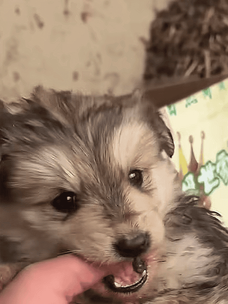 Adorable husky puppy showing playful and friendly behavior.