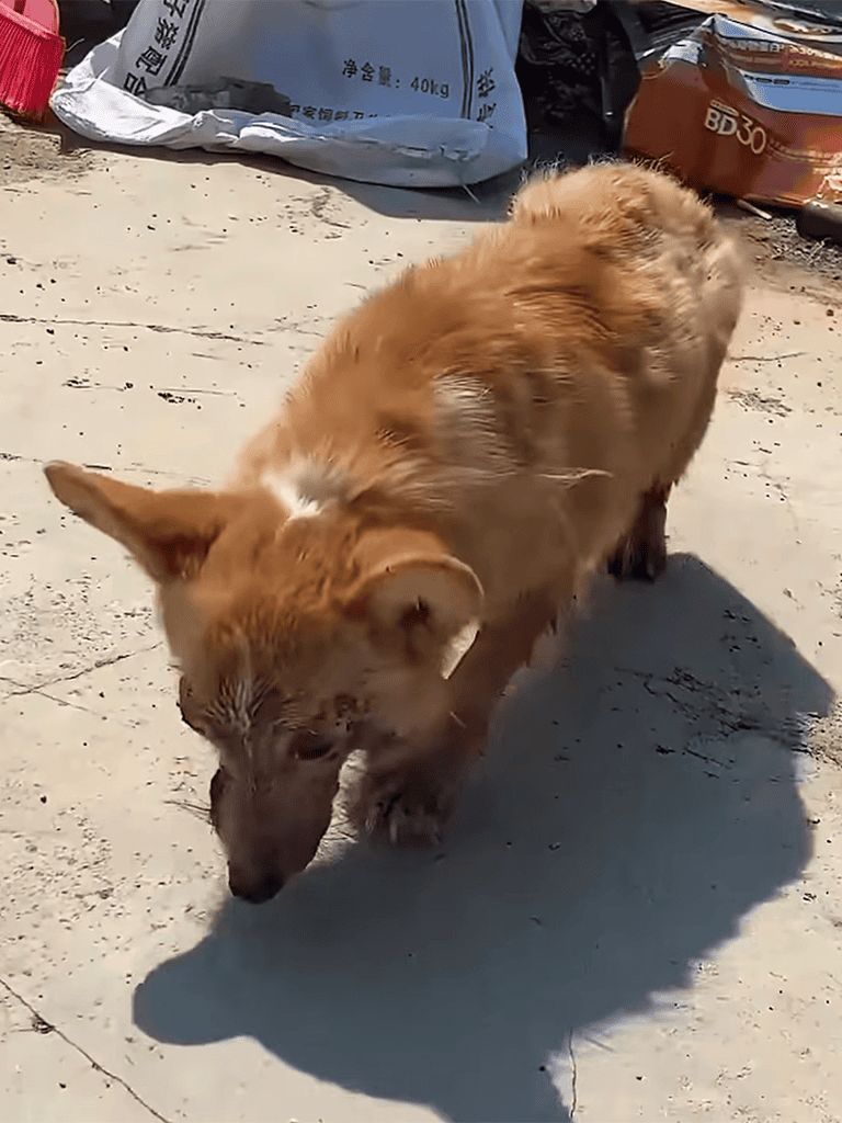 Adorable brown dog outdoors, sniffing ground, seeking loving home at Dogfix for adoption.