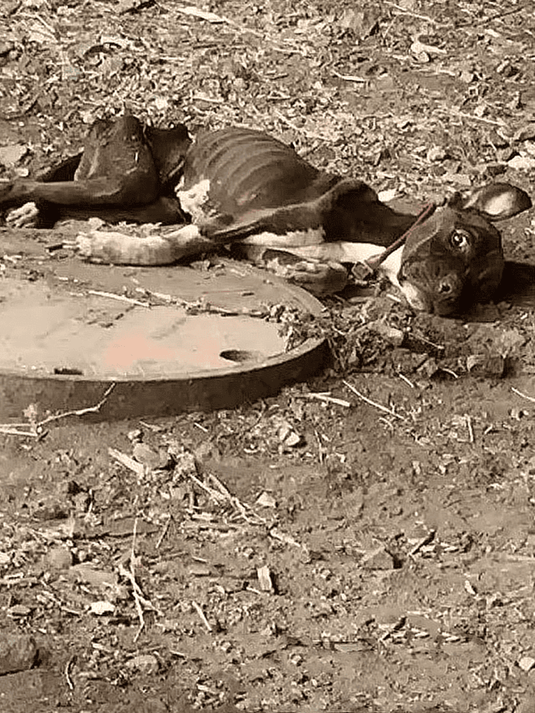 Dog lying on ground near food dish in natural outdoor setting.