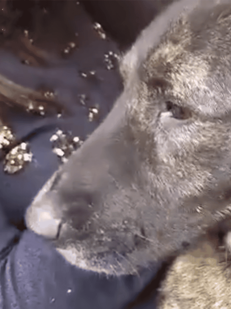 Close-up of a peaceful dog resting its head, showcasing calmness and comfort.
