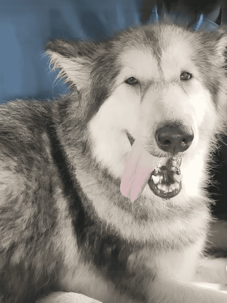 Husky dog with a bone in its mouth, adorable and playful pet.